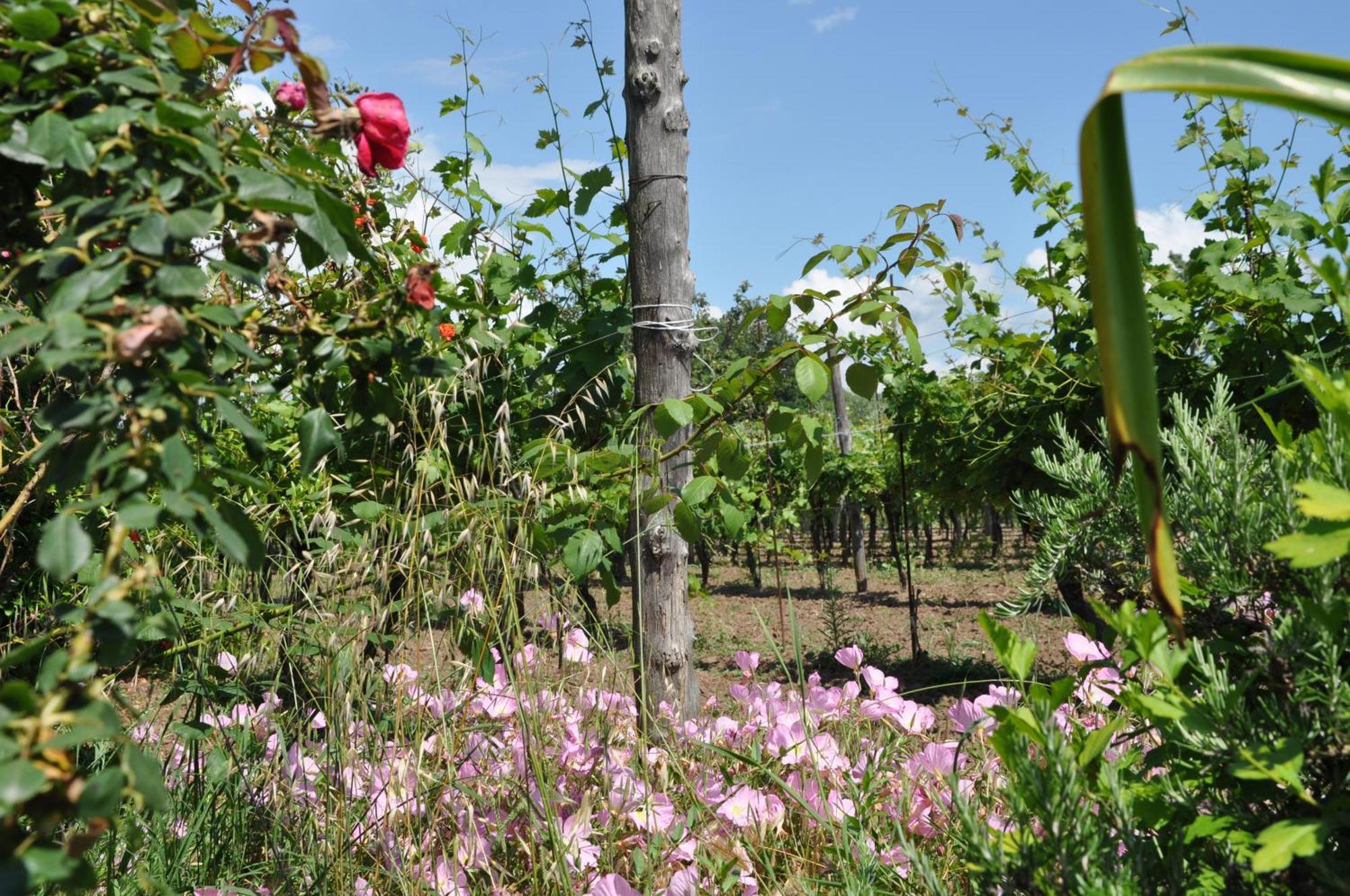 Agriturismo Borgo Baldassarre Villa Cellole Bagian luar foto